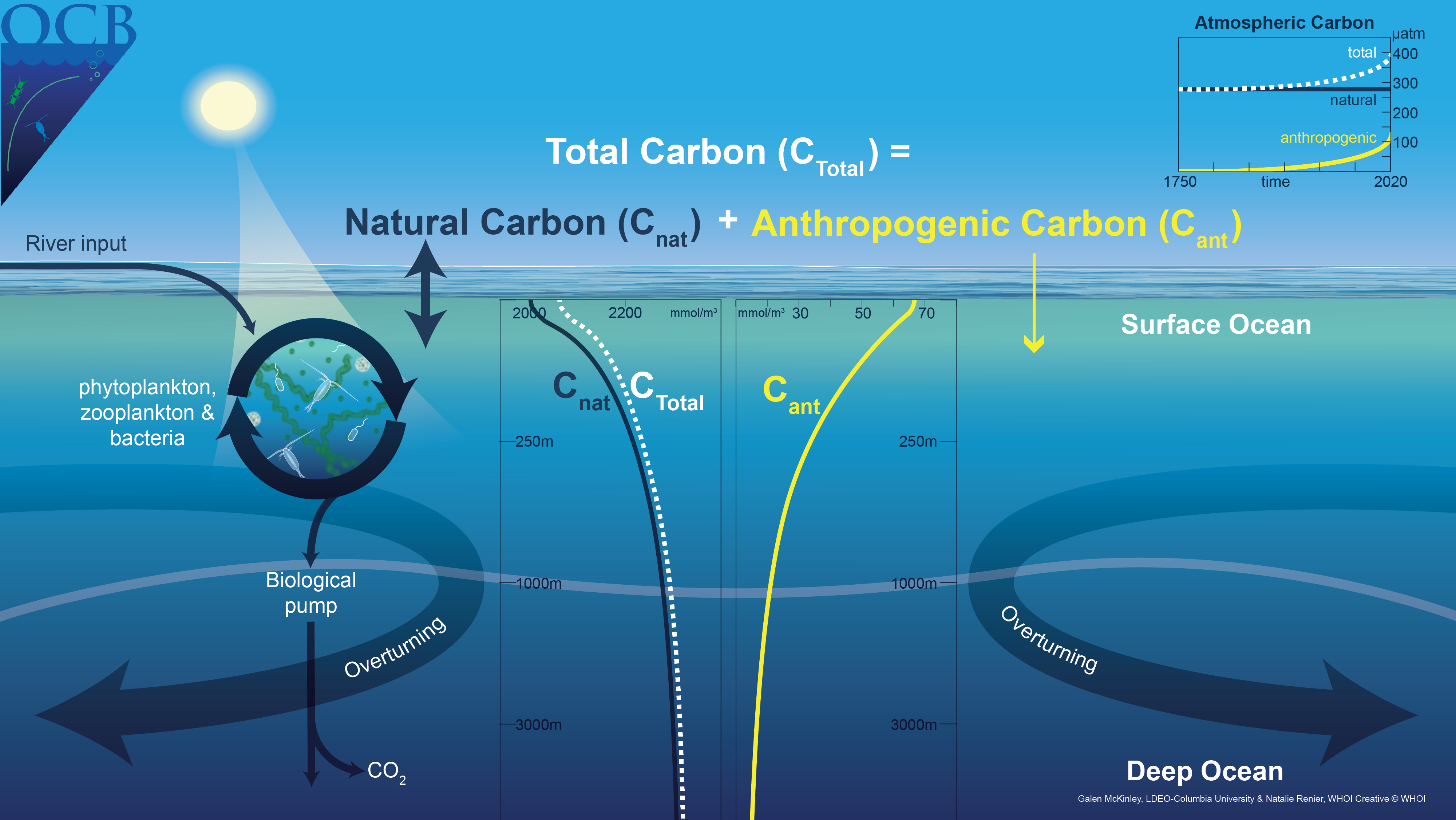 OCB Natural and Anthropogenic Carbon Graphic